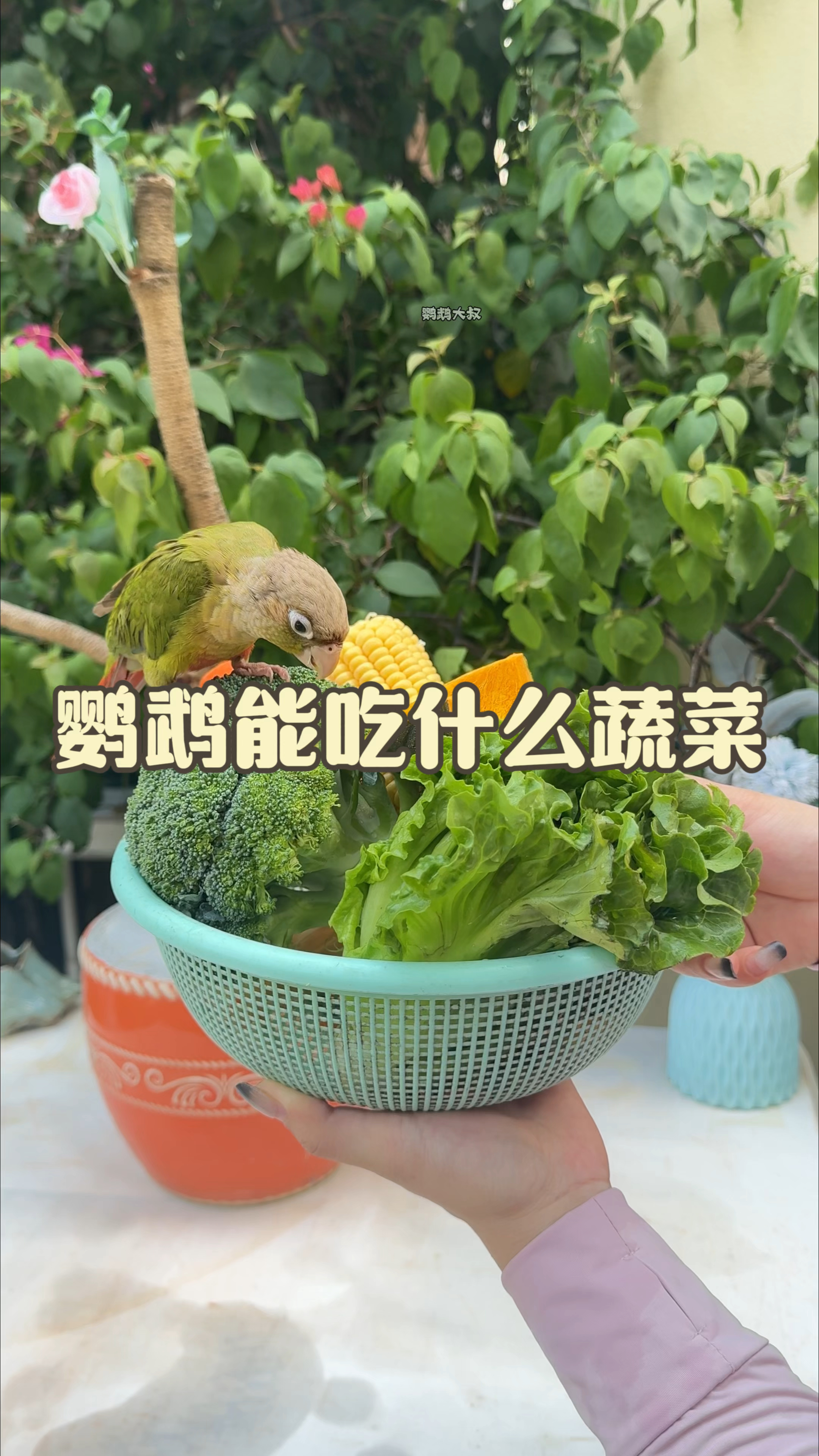鹦鹉能吃什么蔬菜