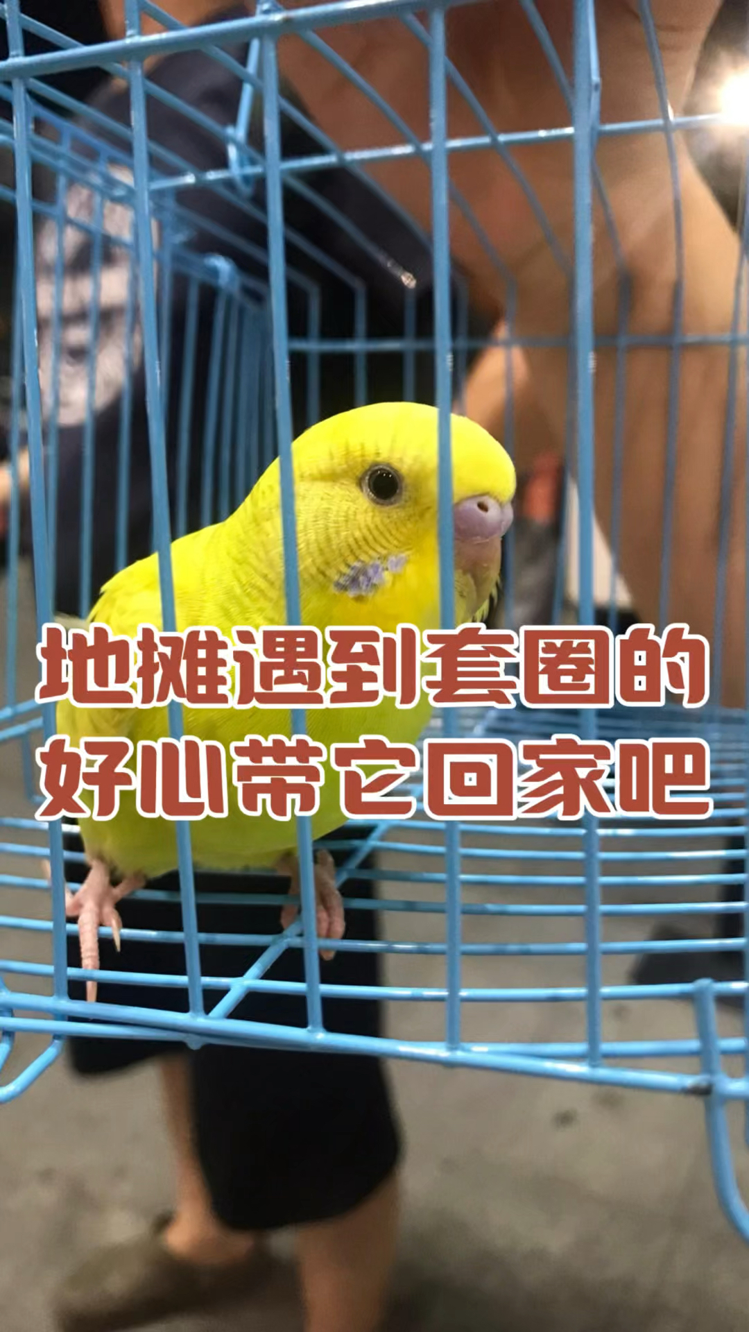 #爱护小动物 #保护动物 #鹦鹉 #虎皮鹦鹉 #虎皮鹦鹉视频