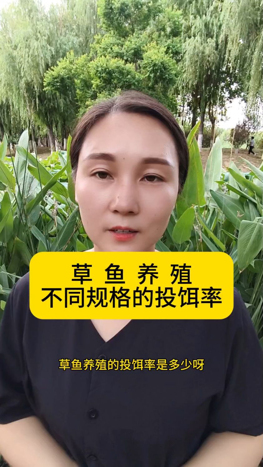 草鱼养殖不同规格投饵率