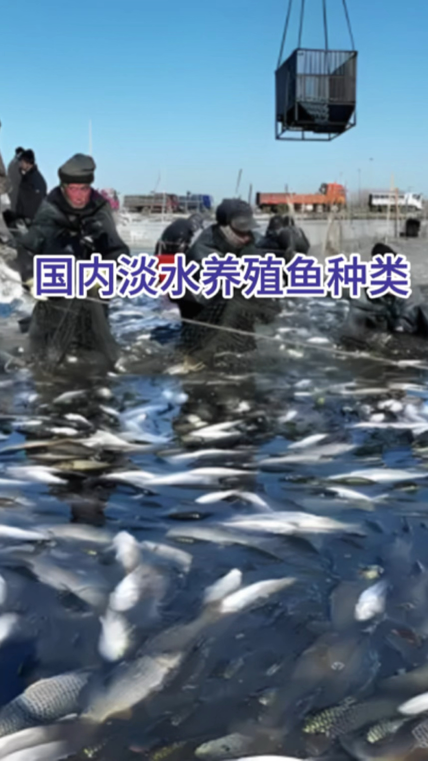 国内淡水养殖鱼种类