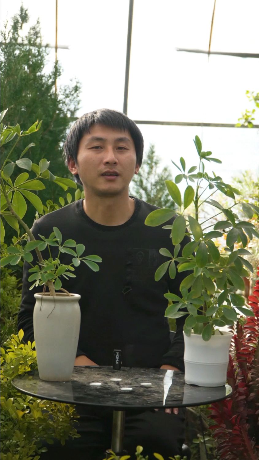 鸭掌木的养护要点：喜光