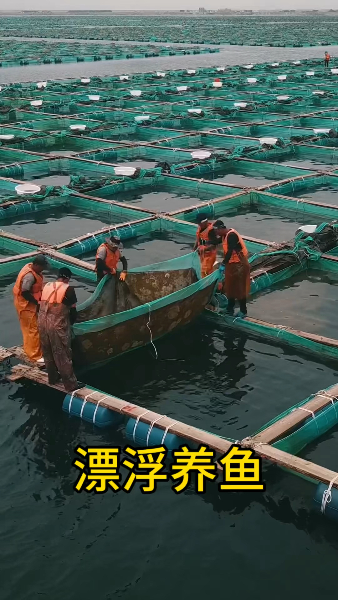 漂浮养鱼,满网收获