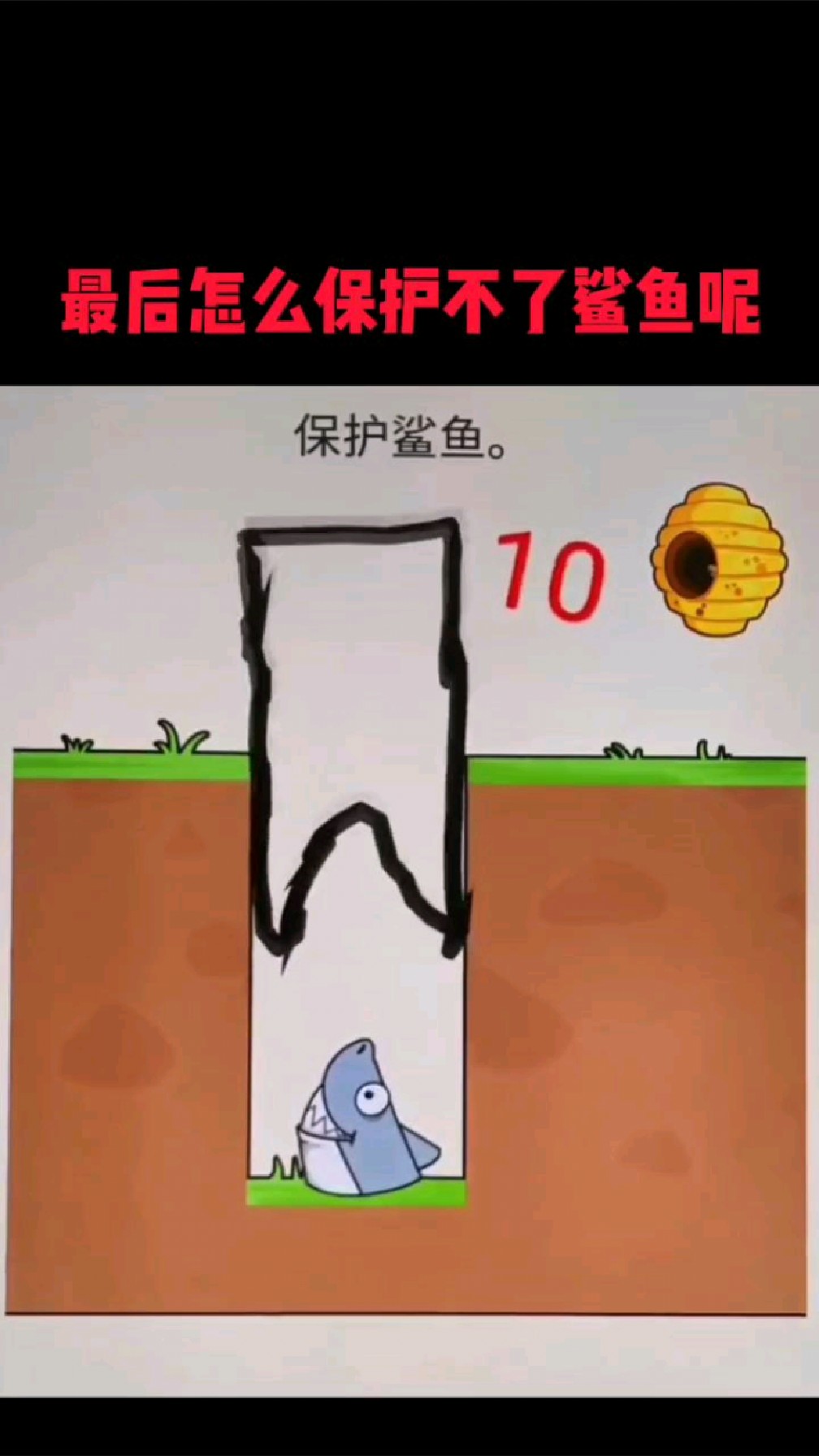 最后怎么保护不了鲨鱼呢?