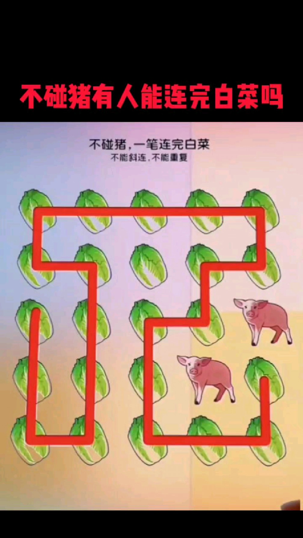 不碰猪有人能连完白菜吗?