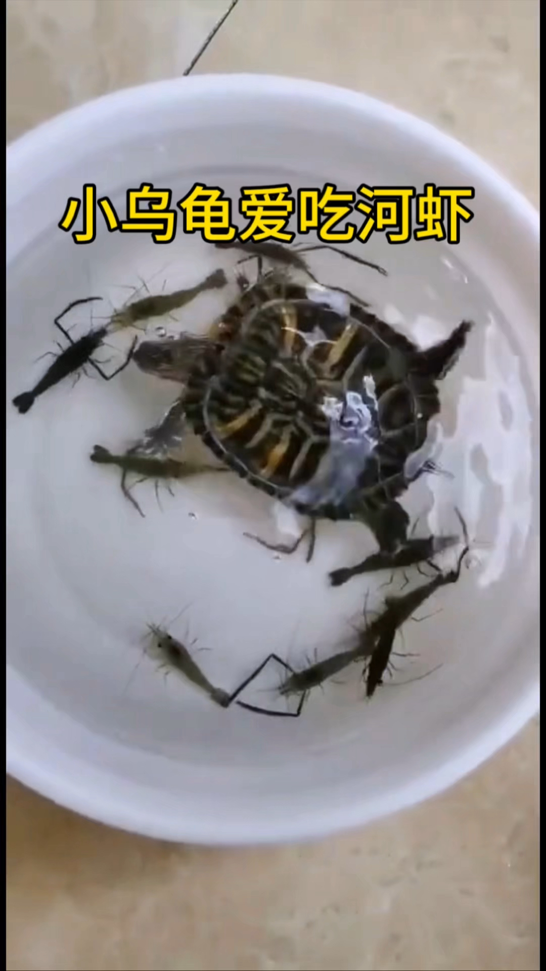 据说:小乌龟很爱吃河虾,帅小伙实测
