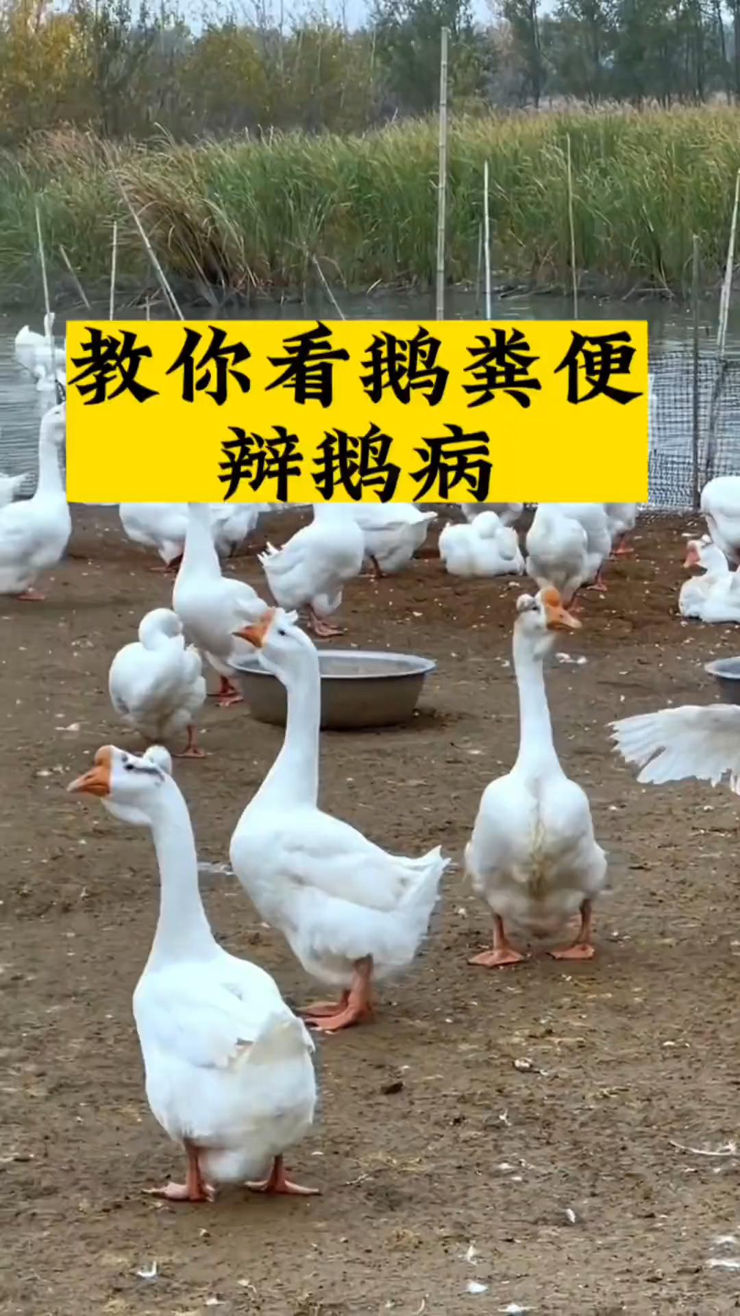 教你看鹅粪便辨别鹅问题