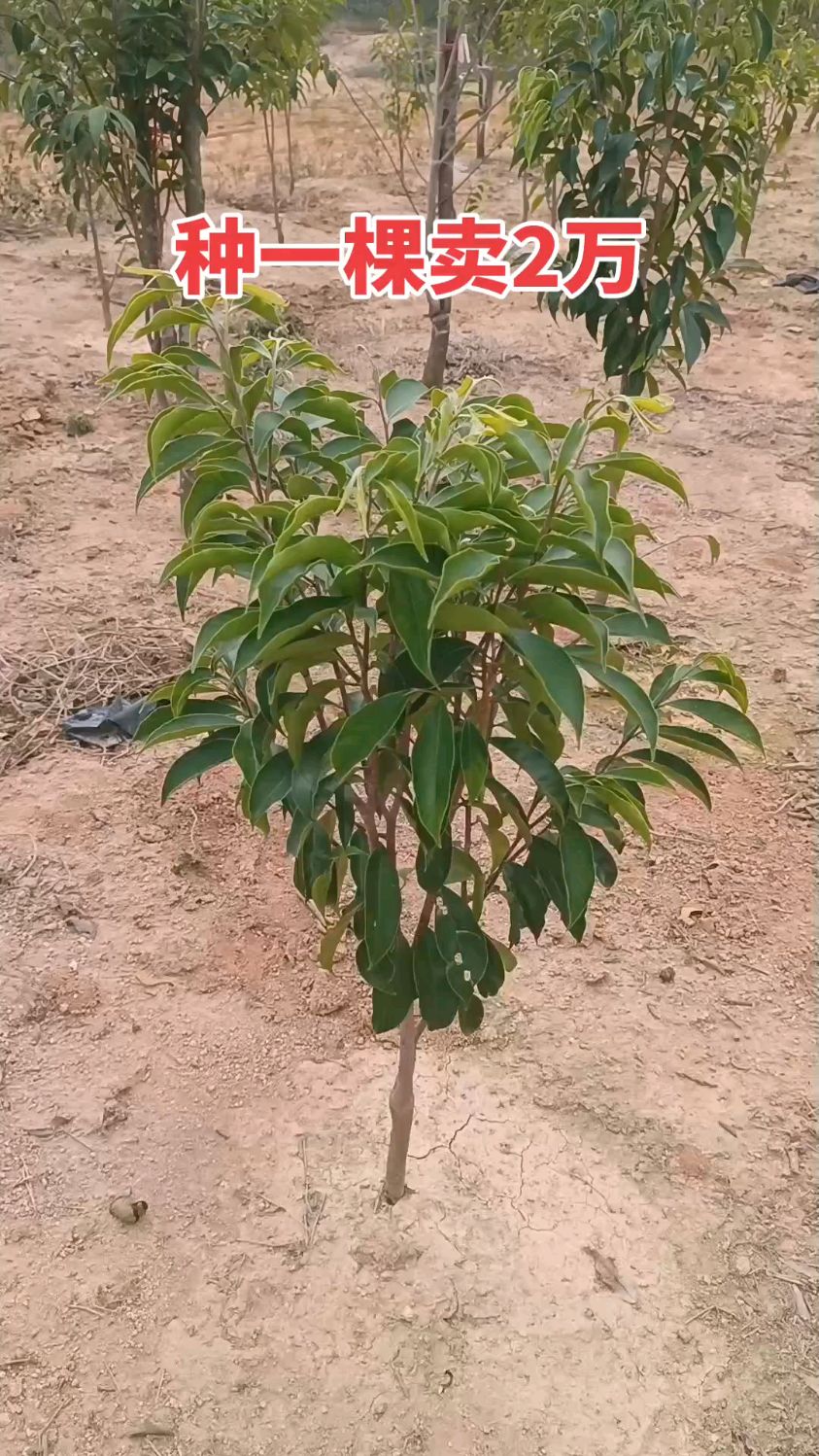 名贵中药材奇楠沉香,家有空房空地种植几十棵买房结婚不愁了