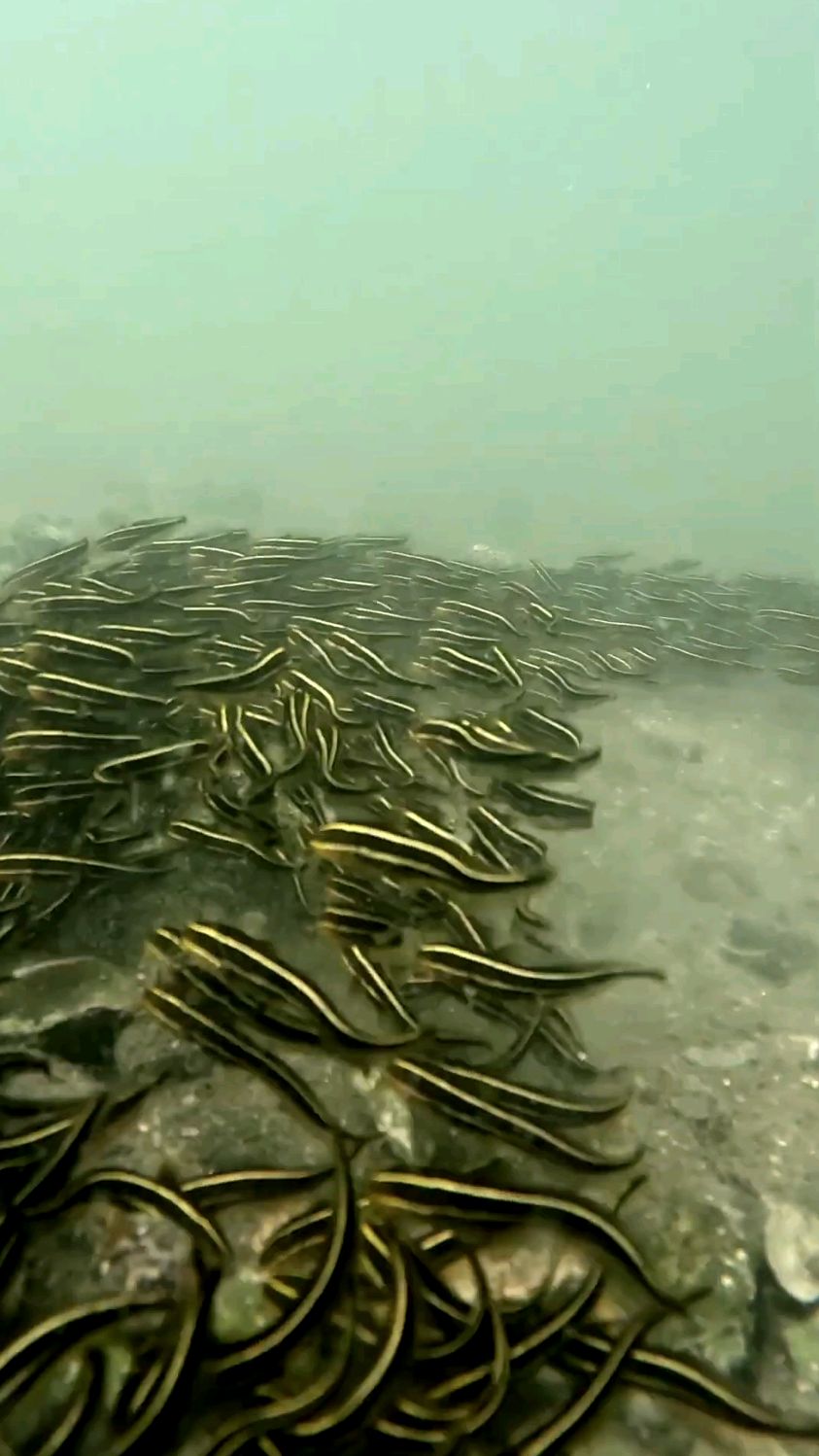 海钓常见有毒鱼种 沙毛鱼群