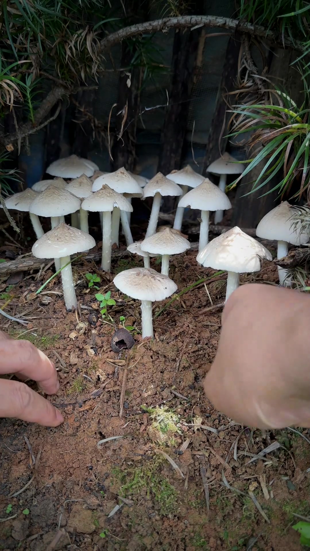 你看这满地都是鸡枞菌、真多跟种的一样超过瘾、分分钟就爆筐