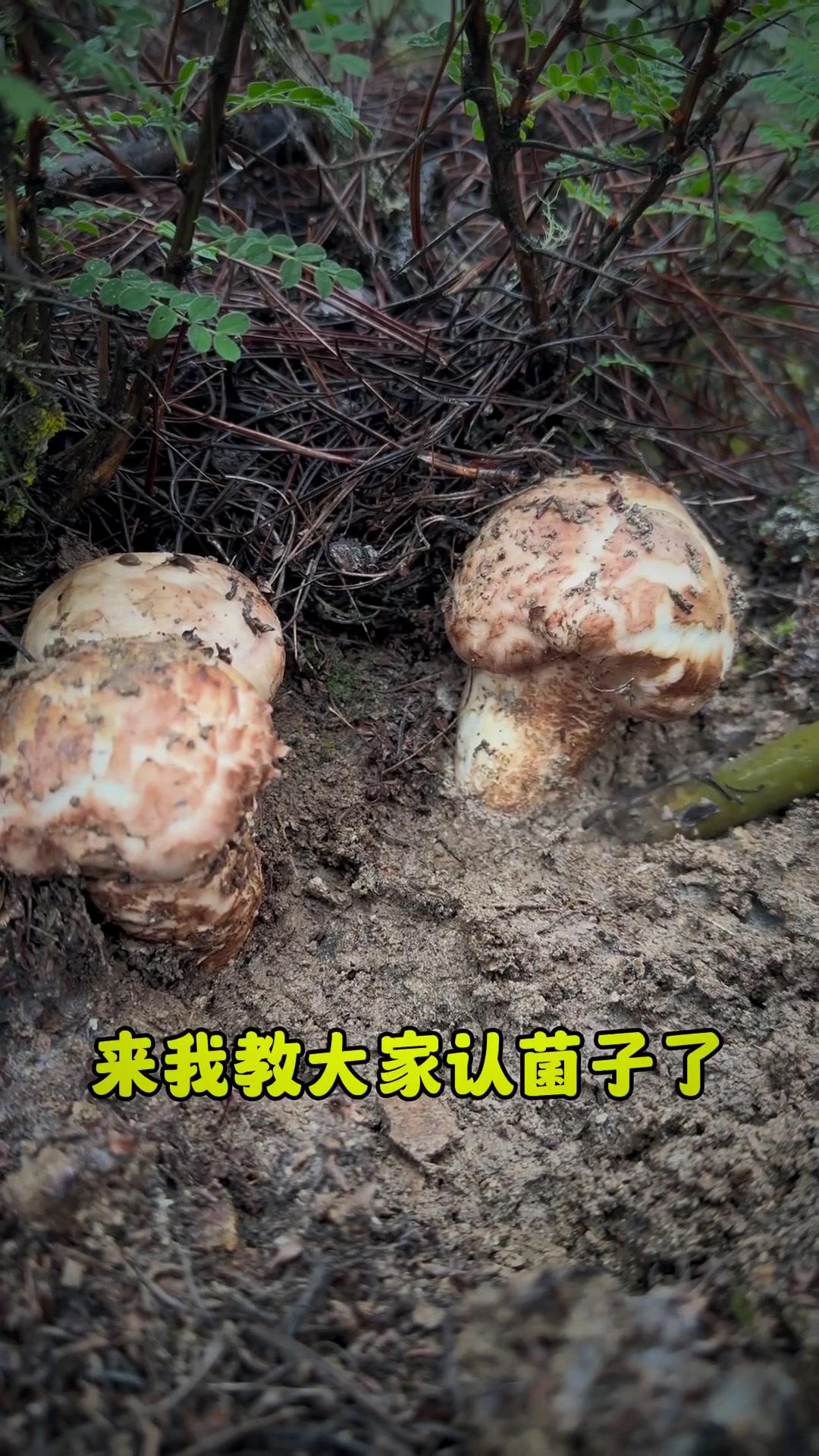 山里常见的食用野生菌、你认识几种、哪种你觉得最美味？