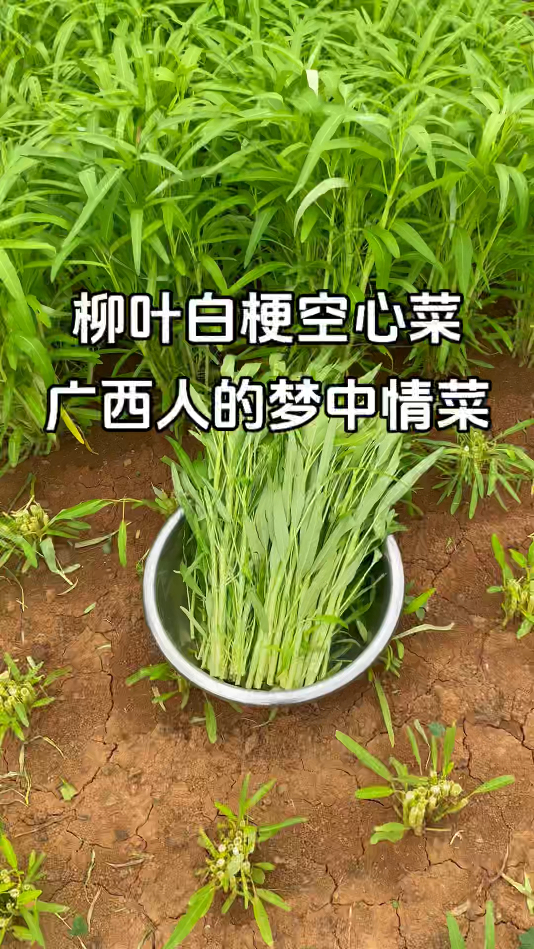 柳叶白梗空心菜吃起来脆嫩清爽炒着吃、凉拌吃咋吃都不腻#空心菜