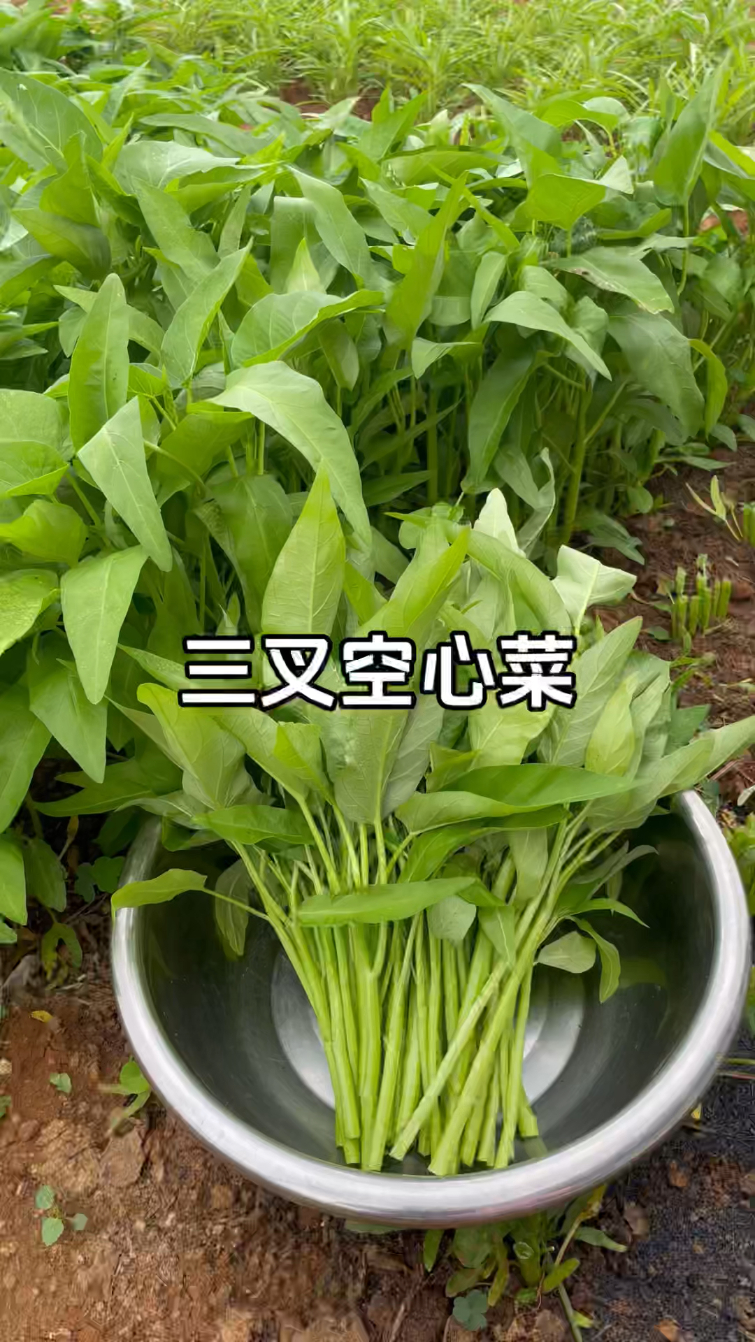 三叉空心菜好种植#三叉空心菜#空心菜#种植小技巧