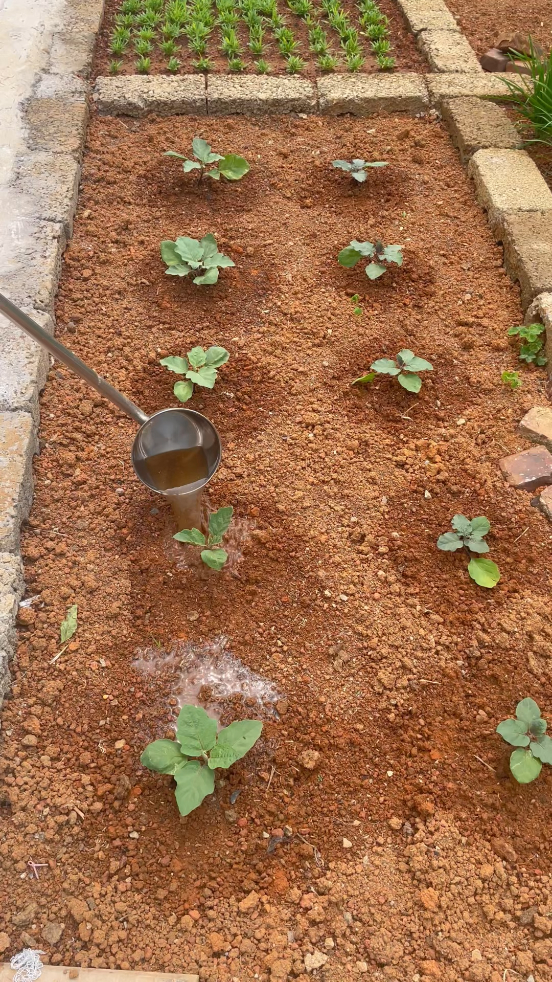 种植的茄子、辣椒、西红柿用点芝麻饼肥,增甜口感好,更有小时候