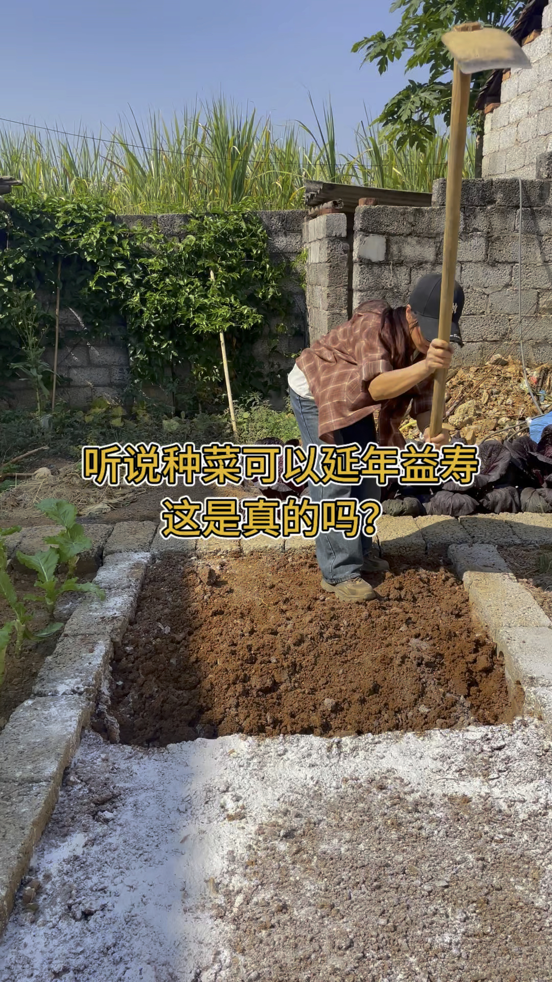 菜友们你们能想到挖地种菜还有哪些好处吗？把你最真实的种菜故事