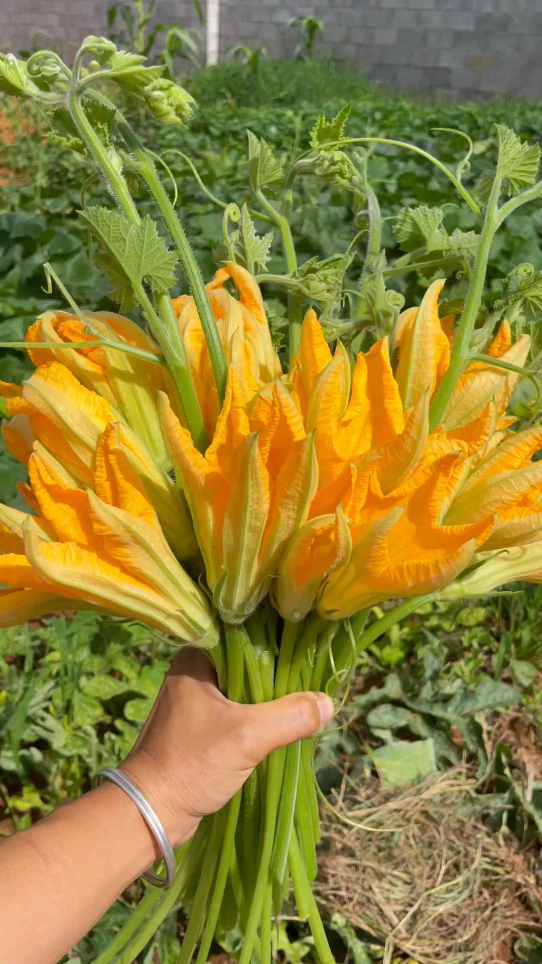 种菜不晒菜,等于白种菜,自从种菜走火入魔后手机里全是菜的照片