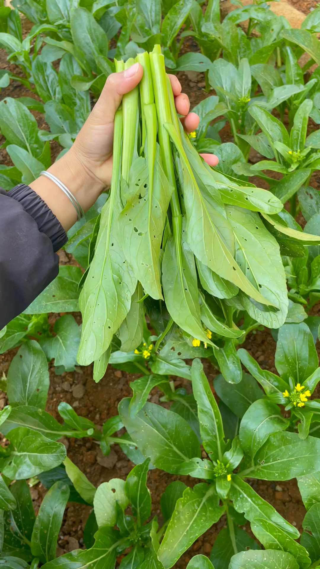 这个甜菜心全年可栽种,盆栽田园春秋冬季蔬菜种子,耐热耐寒高产