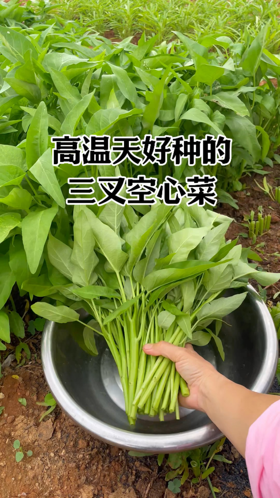 这款三叉空心菜很适合高温天气种植,温度越高长势越好