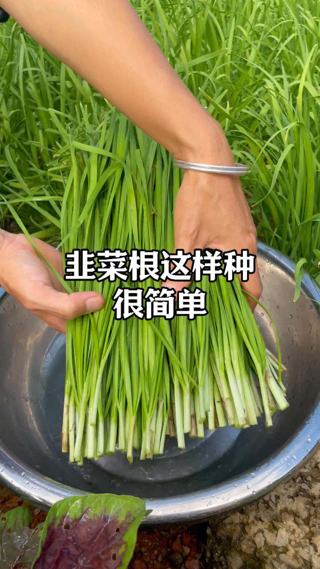 韭菜种植方法,种上一盆月月割年年都有韭菜吃#韭菜  #小菜园