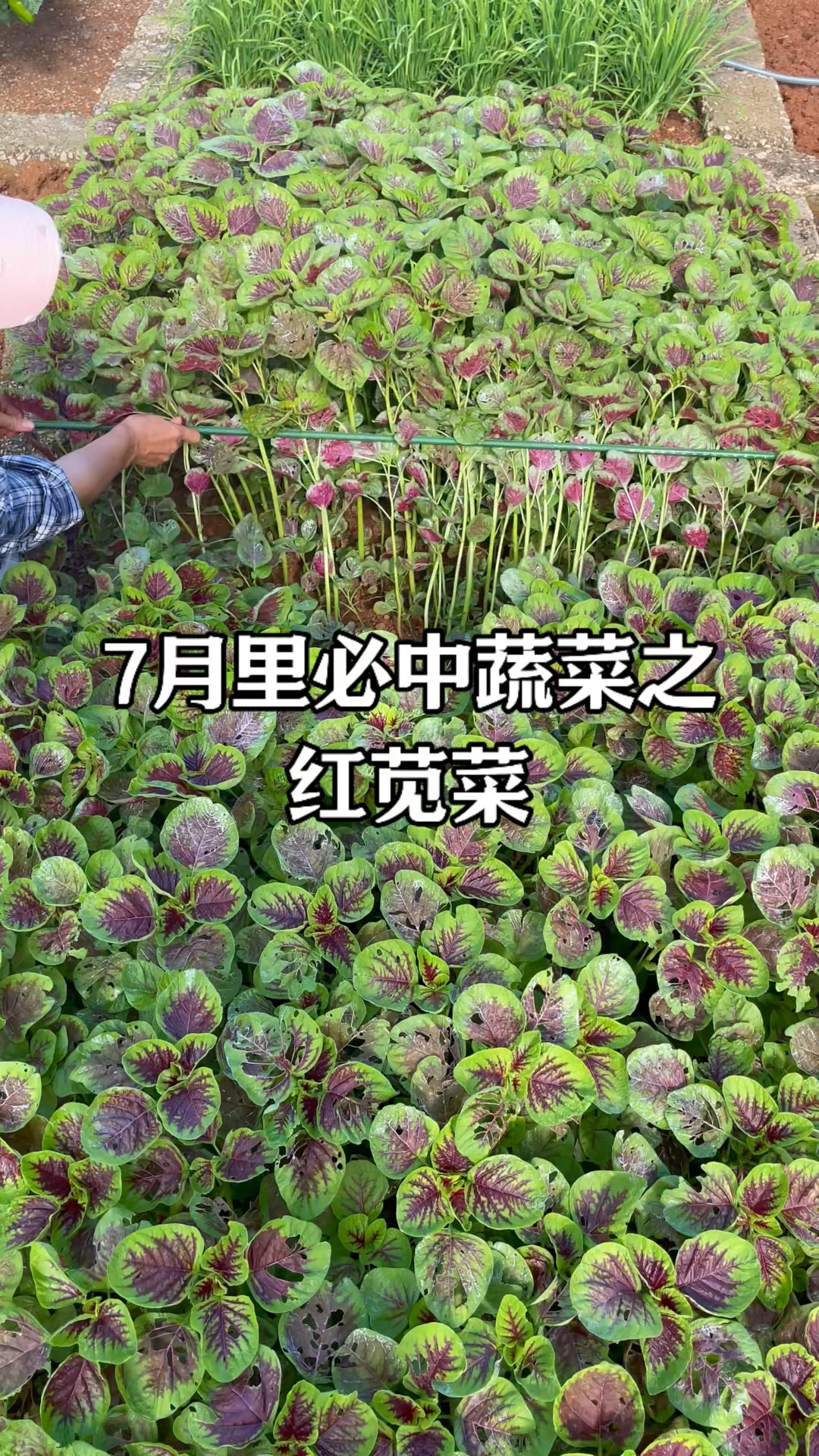 今天给大家推荐一款适合夏天高温季节种植的蔬菜,红苋菜。红苋菜