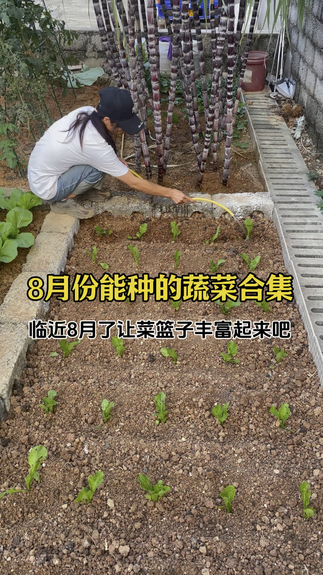 八月份应该种什么蔬菜？8月不种菜，10月没菜吃#蔬菜种植