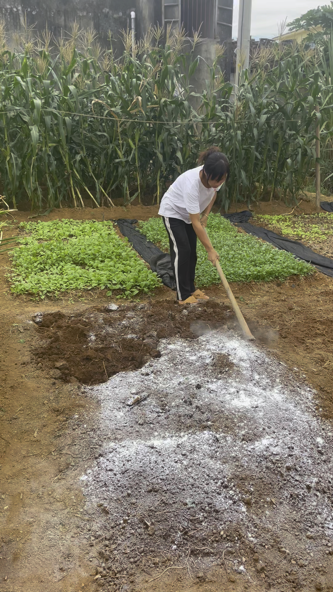 生石灰消毒菜地，效果很好哦。#种植小技巧 #田园生活 #种菜