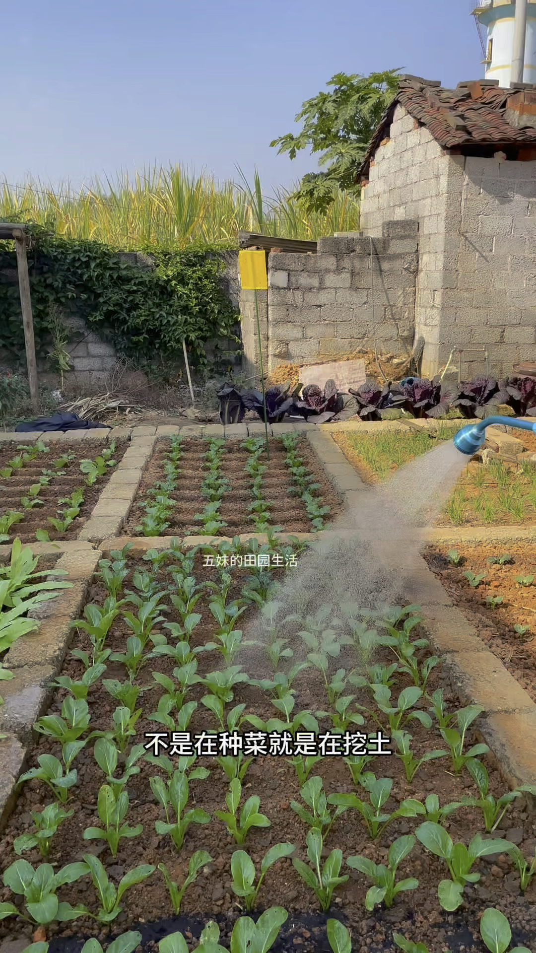 爱种菜的朋友，你是不是也这样？#我的农村生活 #我的小菜园