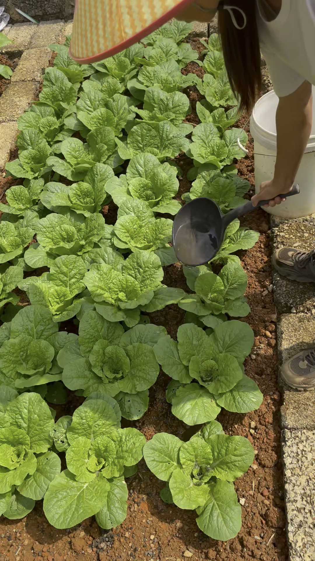发酵芝麻饼肥肥力大,特别适合秋季施肥#有机肥#农家肥#蔬菜种植
