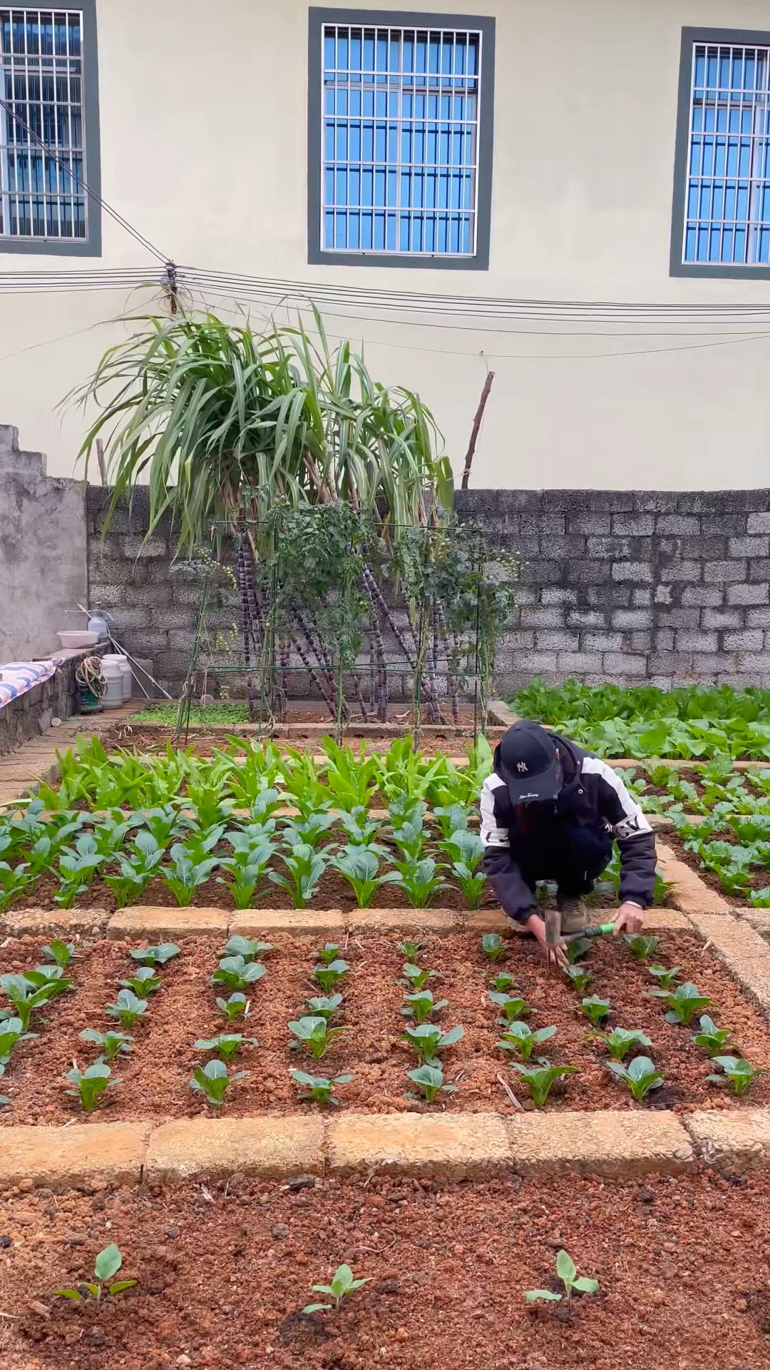 我想有个院子,种菜养花我的小菜园 #我的乡村生活#院子的梦想