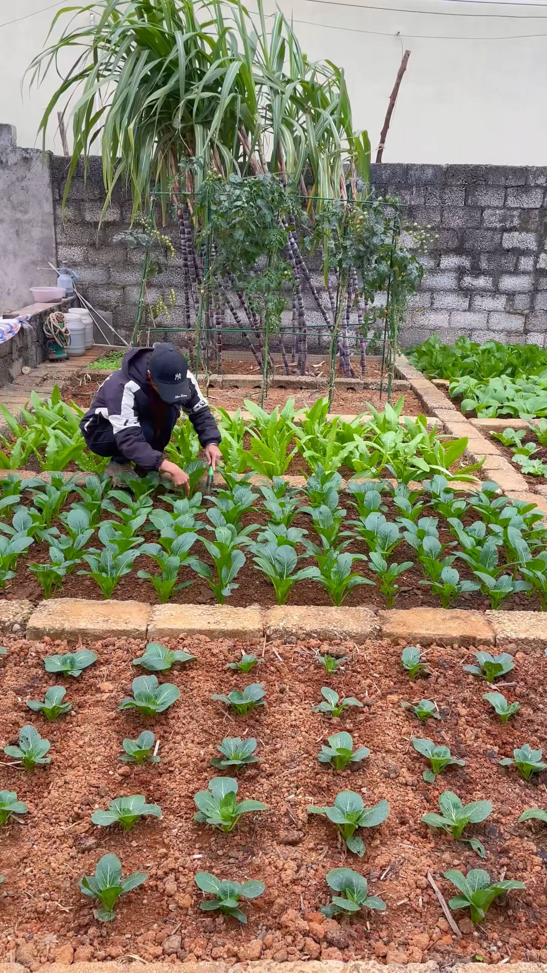 这是我的治愈系小菜园 #自己种菜 #农家小菜园#我的小菜园