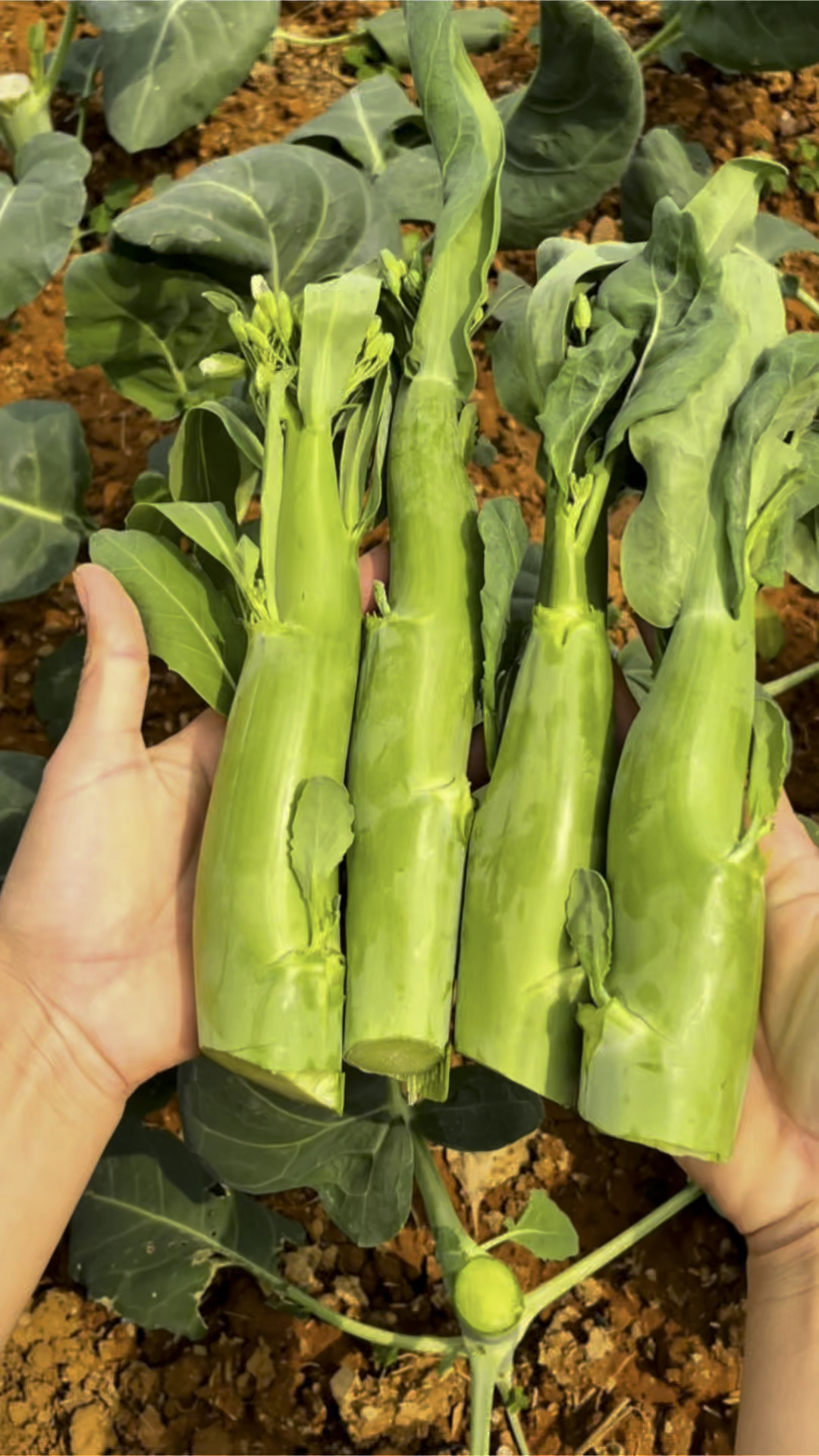 爱马仕中的鸡腿芥兰#鸡腿芥兰 #纯天然绿色蔬菜 #我的小菜园