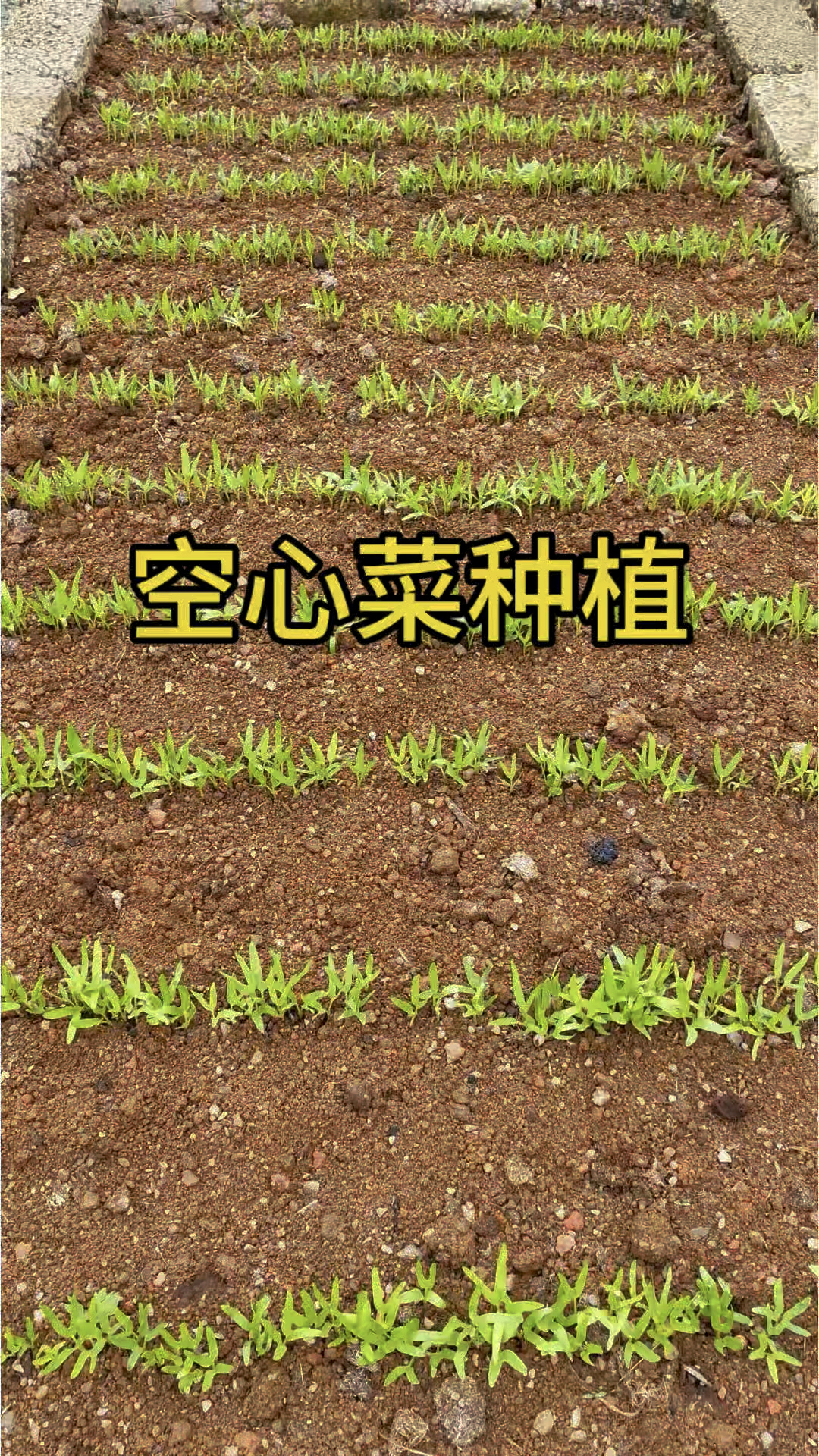 又到了种空心菜的季节#空心菜种植#空心菜种子
