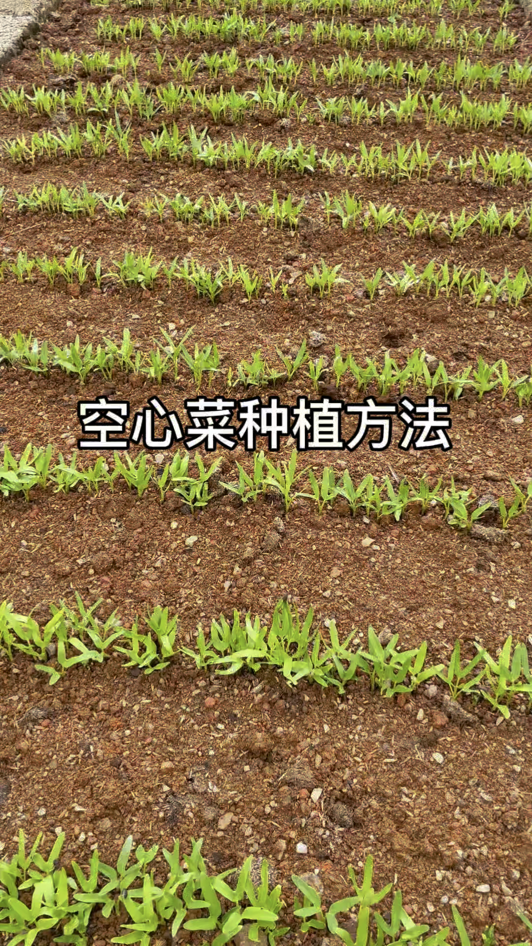 又到种植空心菜的季节,给大家分享空心菜种植方法#种植小技巧