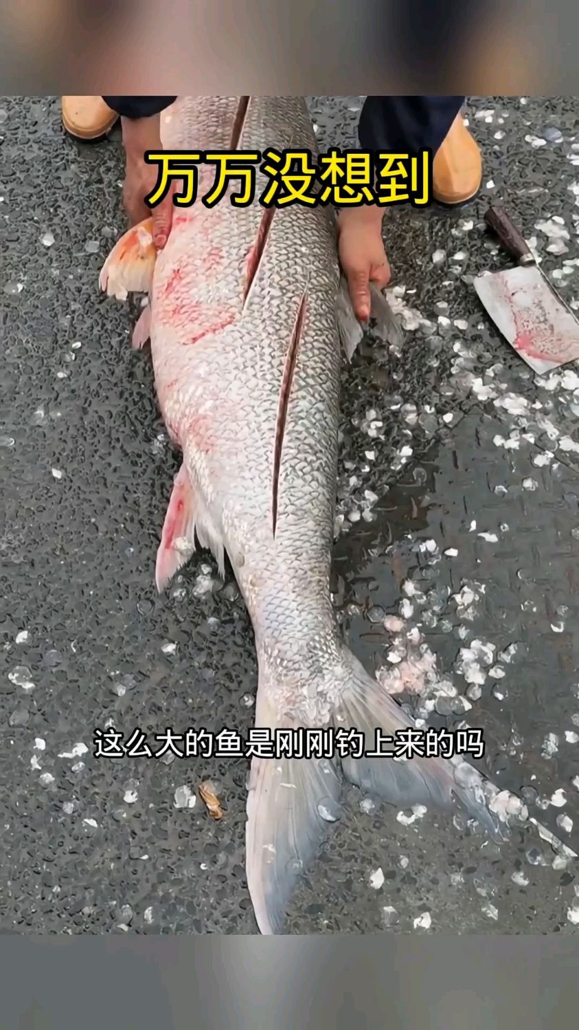 如此处理的一条鱼,还真没吃过这么大的