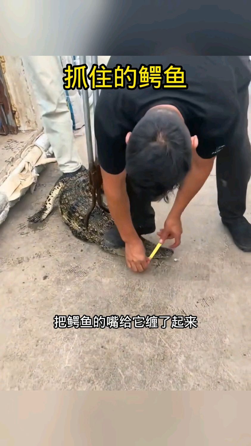 抓住的鳄鱼,果然术业有专攻