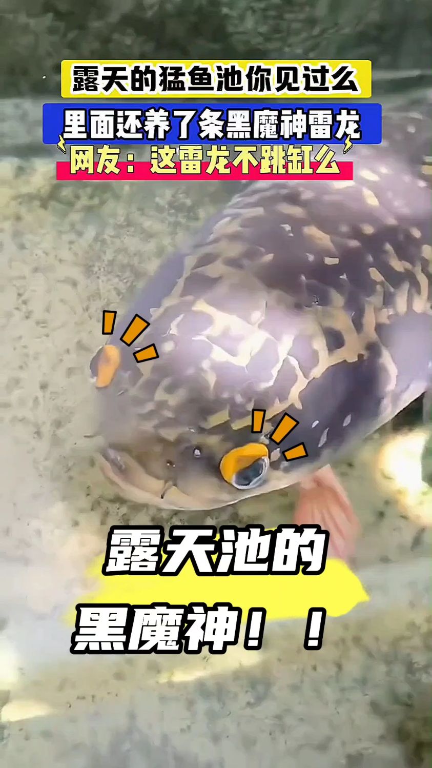 露天池实测黑魔神状态，就赌它不“跳缸” #雷龙鱼 #黑魔神雷龙