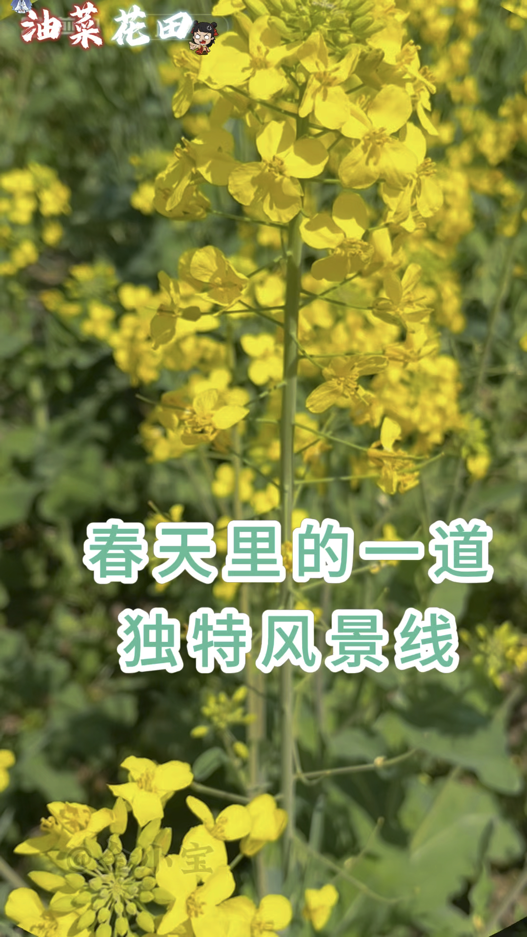 油菜花田,春天里的一道独特风景线
