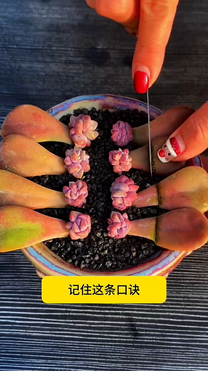 多肉植物养护小常识