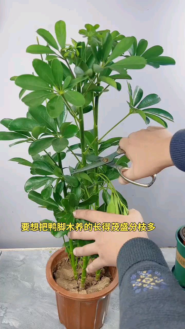 鸭脚木修剪方法演示