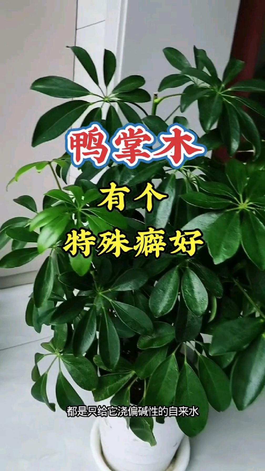 鸭掌木有个特殊癖好你知道吗