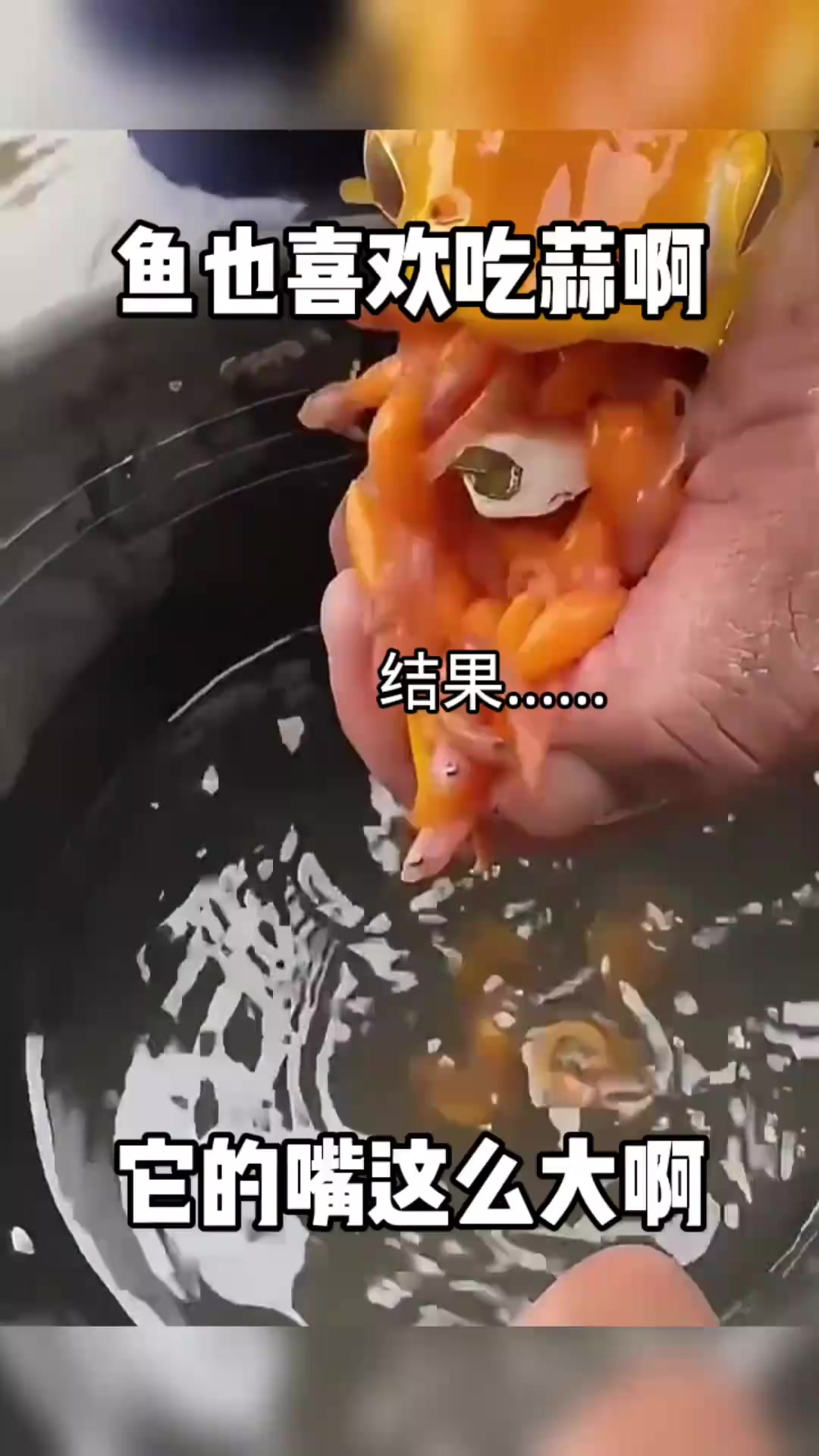 “超奇特鱼塘奥秘:巨嘴鱼口中藏小鱼与蒜,竟成神秘自然现象!”