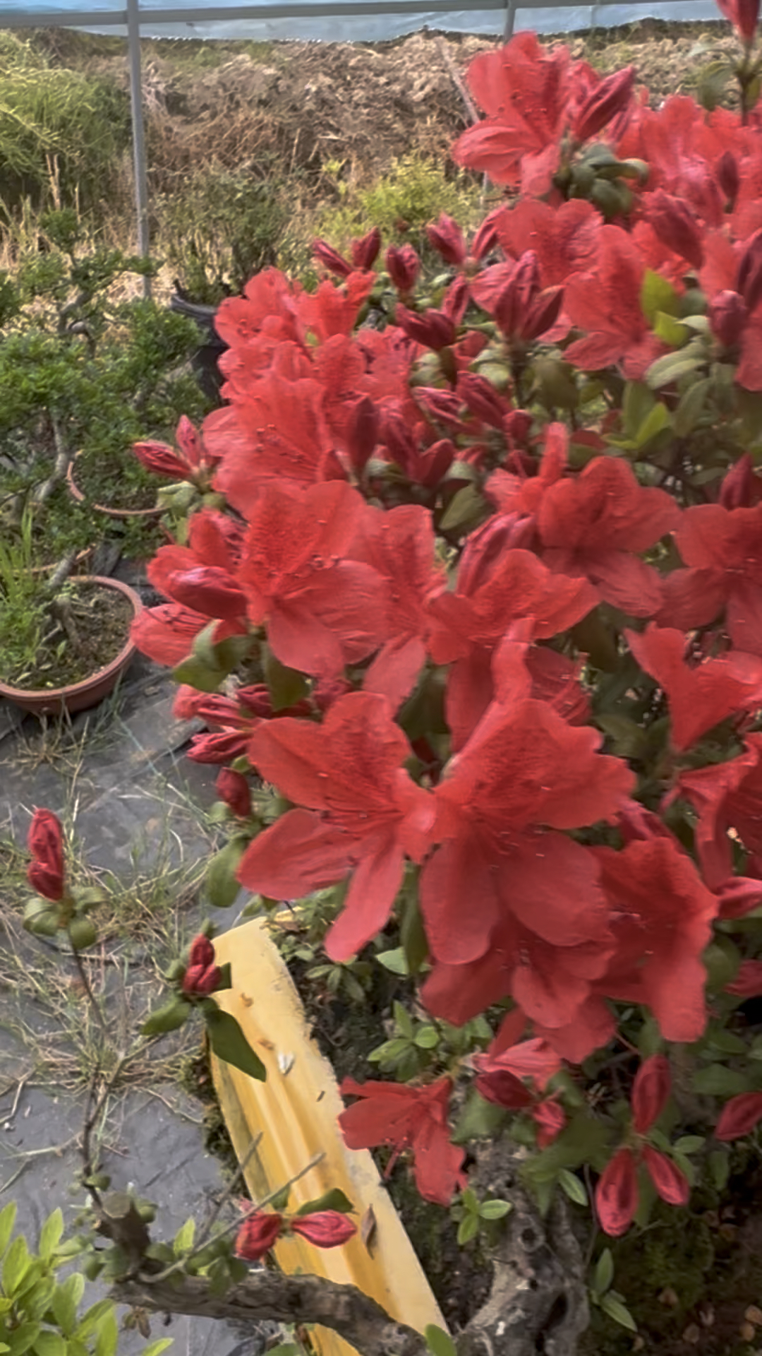 鸡血红杜鹃花 花艳好看