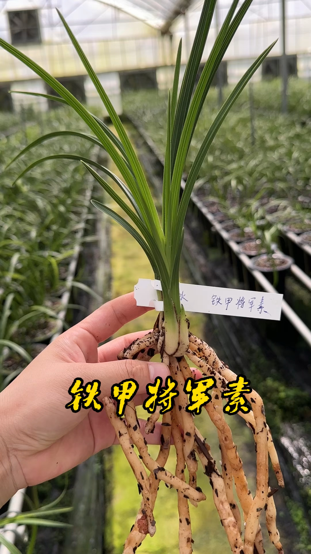 蕙兰铁甲将军素,千磨万击还坚劲,任尔东南西北风。