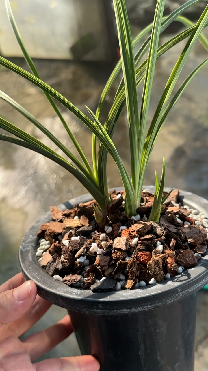 蕙兰大白菜,优质矮壮草,远嫁啦!
