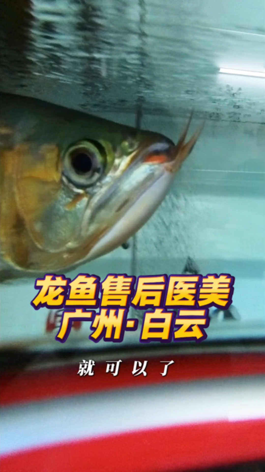 龙鱼售后服务，帮广州白云鱼友的爱鱼美容！一次合作，终身朋友！