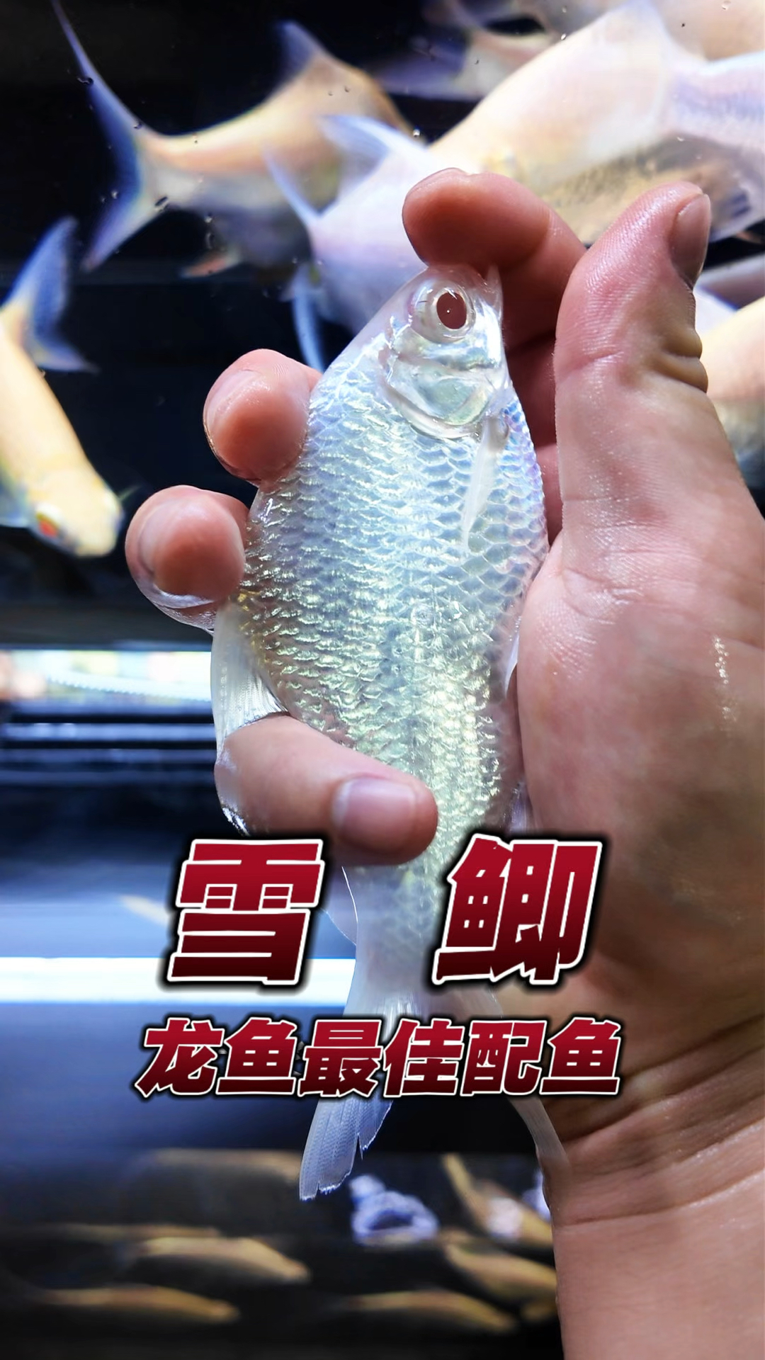 龙鱼最佳配鱼进口雪鲫,鱼的颜色全身雪白雪白,好养,皮实耐造!