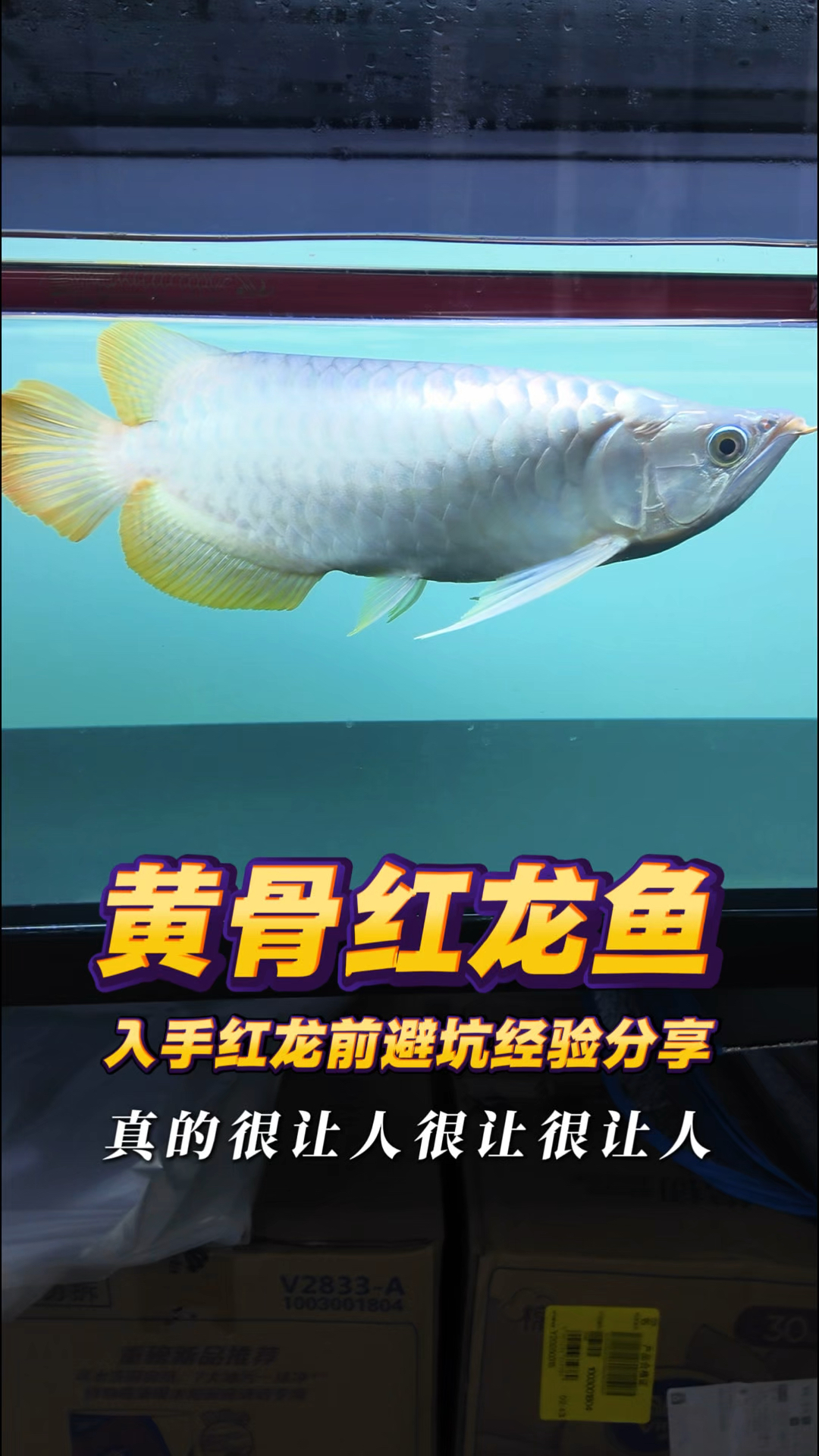 入手红龙前避坑经验分享,千万不能买黄骨红龙鱼,发色会非常失望