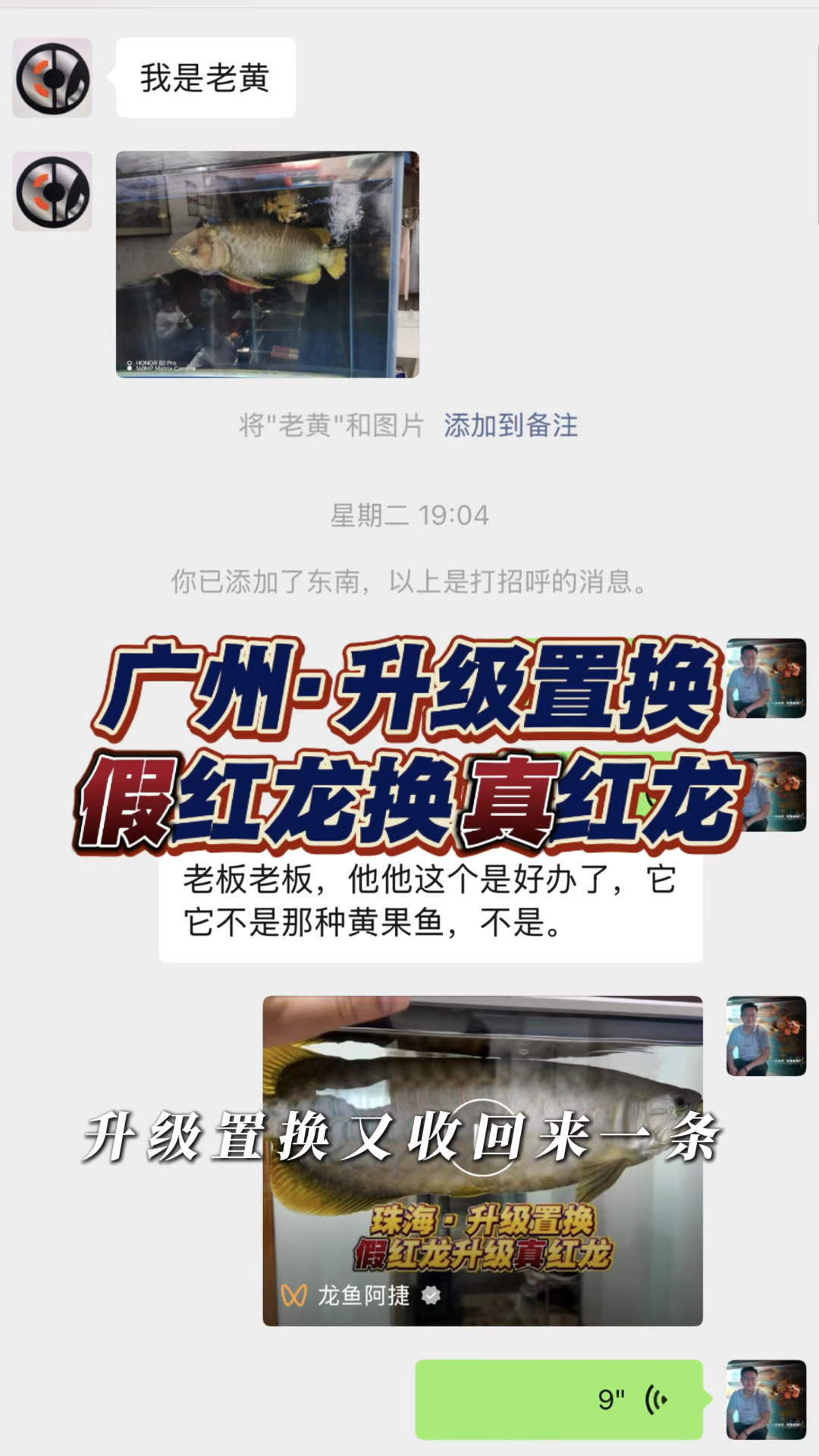 这位广州鱼友一条2年的多的号半假红龙，阿捷帮他升级真红龙鱼！