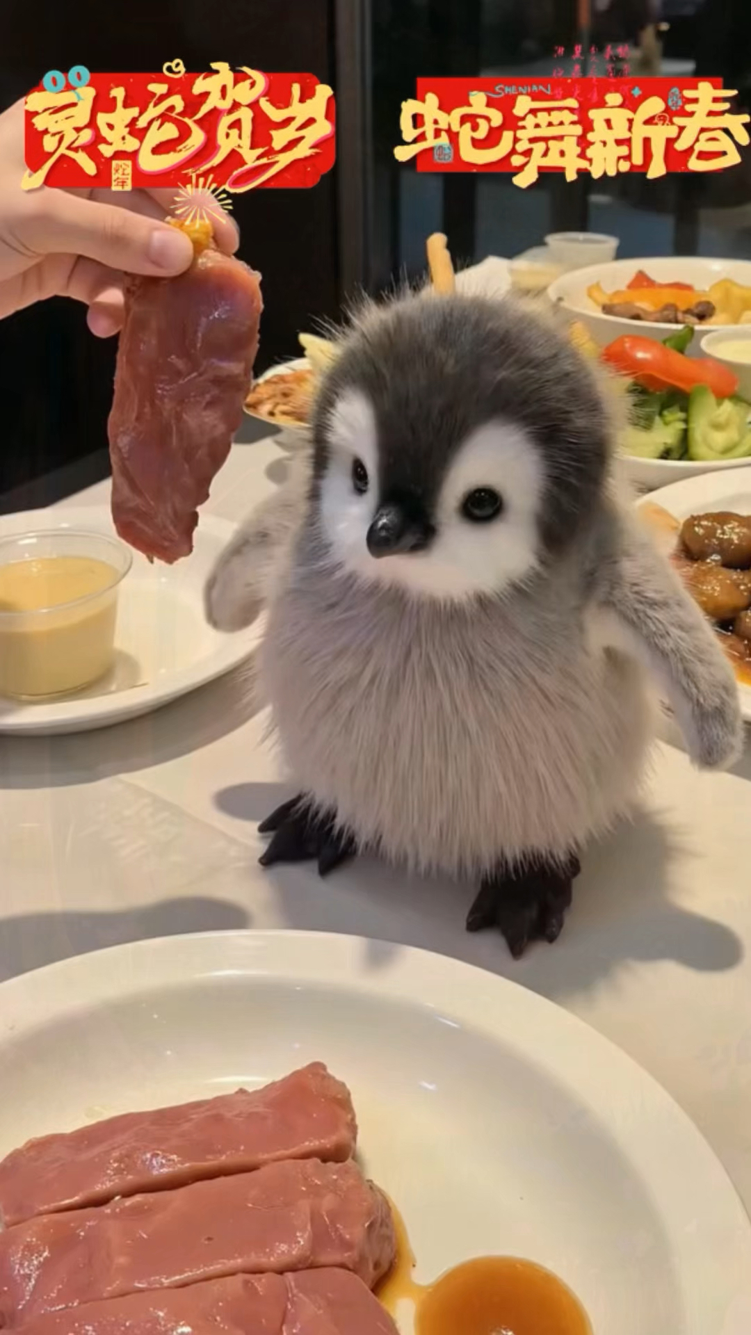 这个小企鹅他也太可爱了吧