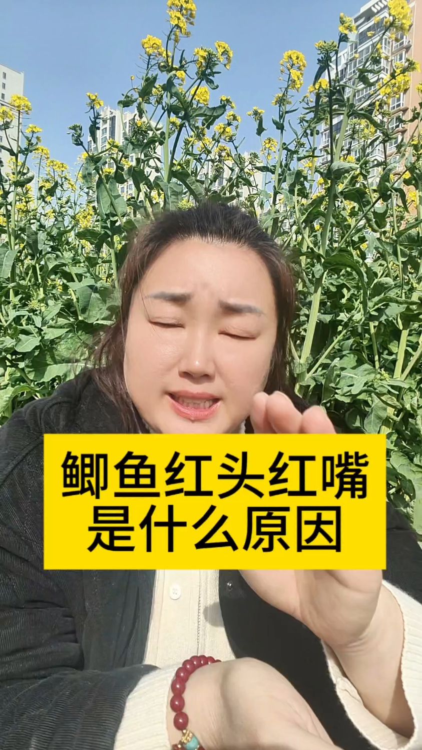 鲫鱼红头红嘴是什么原因