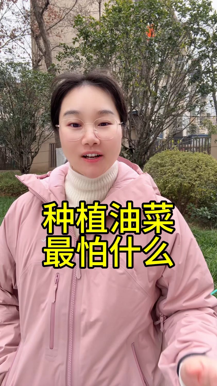 种植油菜如何防治病虫害